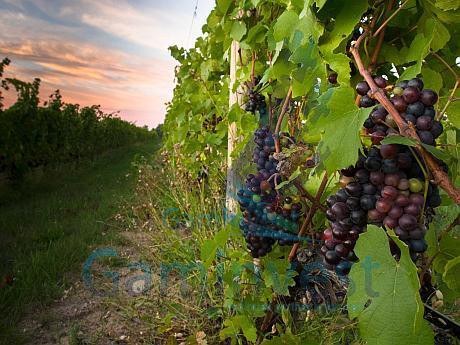 Agricultural land for sale 25 km from Oradea, Bihor, Romania