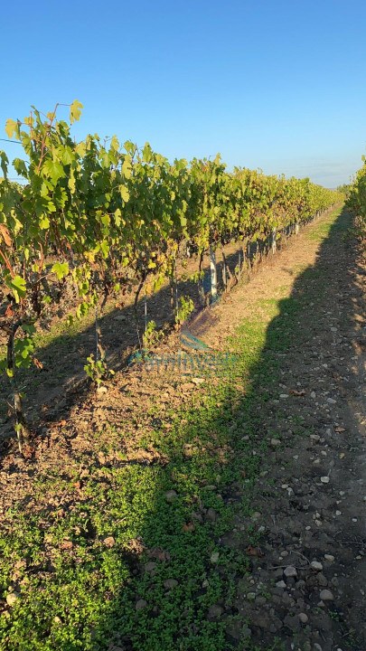 Out-of-town land with vineyard 25 km from Oradea, Bihor, Romania