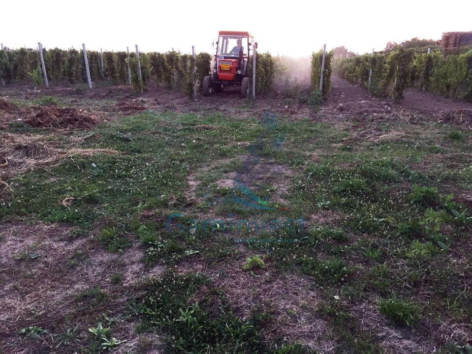 Teren extravilan cu plantatie de vita de vie la 25 de km de Oradea, Bihor, Romania